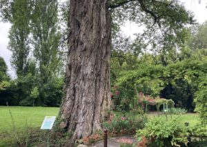 Grand arbre dans un jardin verdoyant avec fleurs.