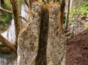 l'automne au jardin de nantueillet