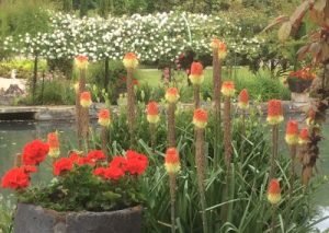 Jardin fleuri avec plantes tropicales colorées.